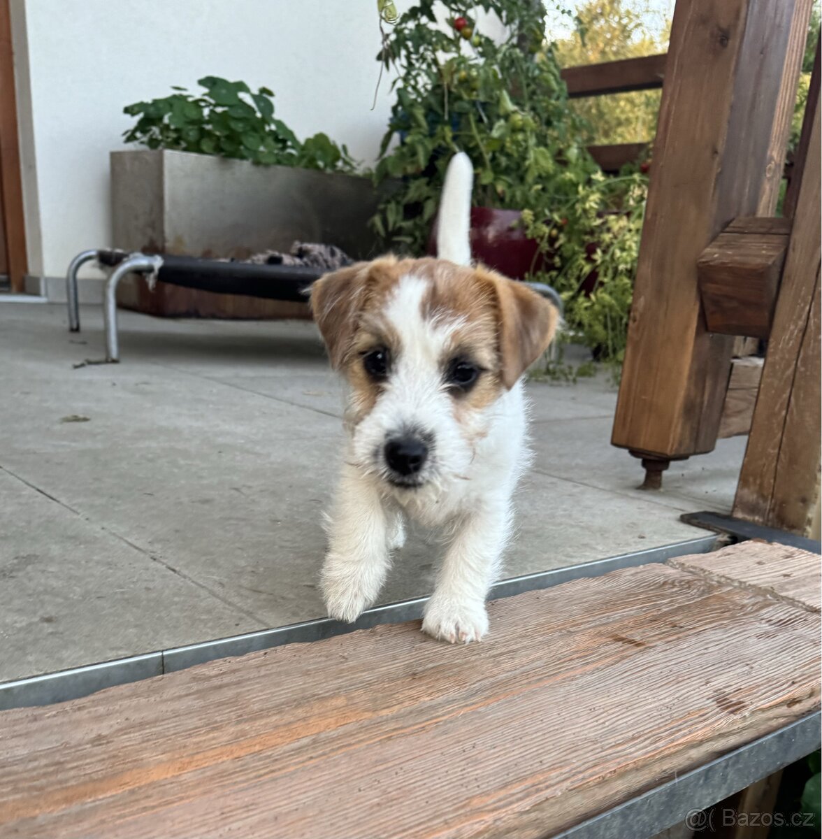 Jack Russell terier - stene - fenka s PP