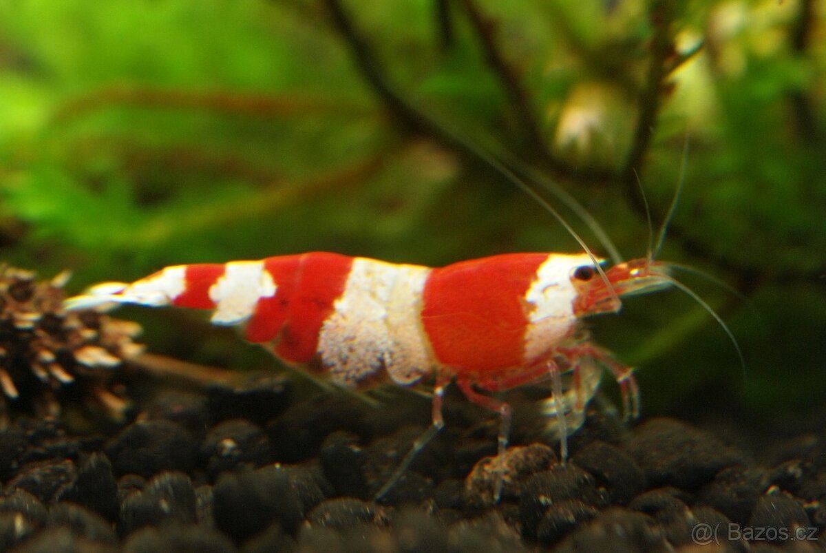 Krevetky Caridina crystal red