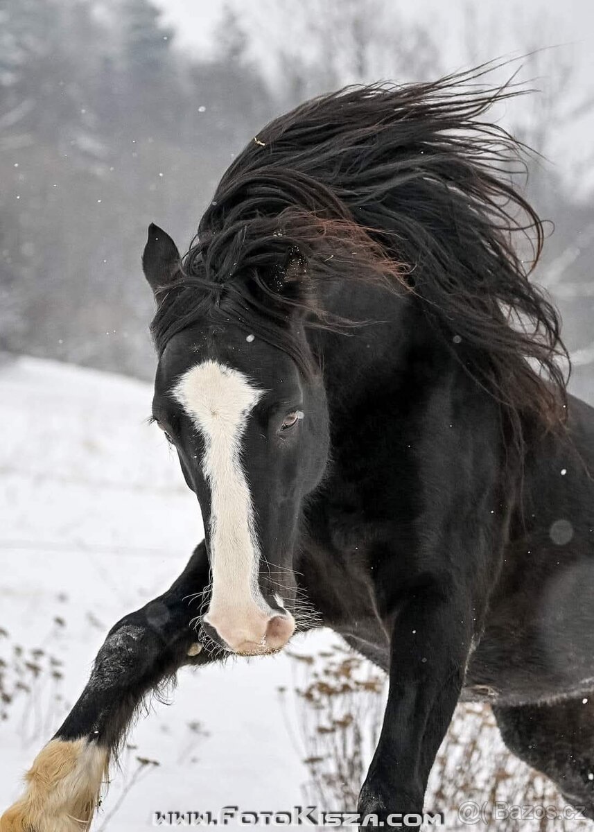 Připouštění Welsh cob - D