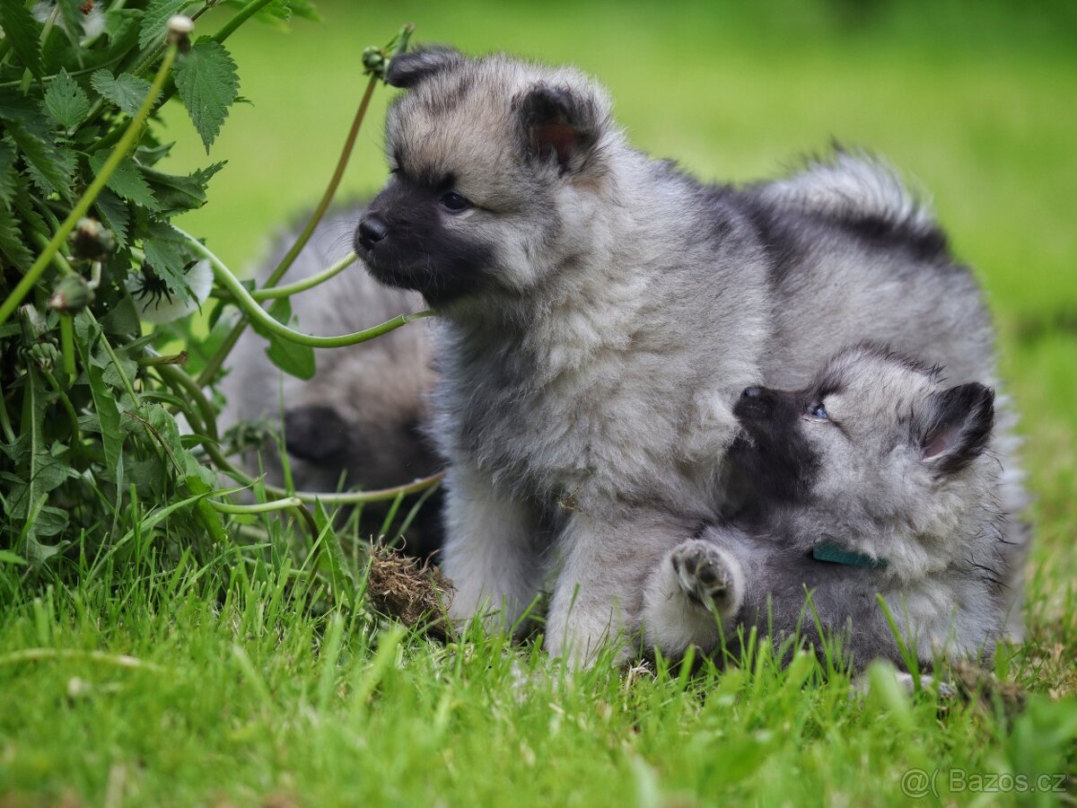 Německý špic vlčí / Keeshond