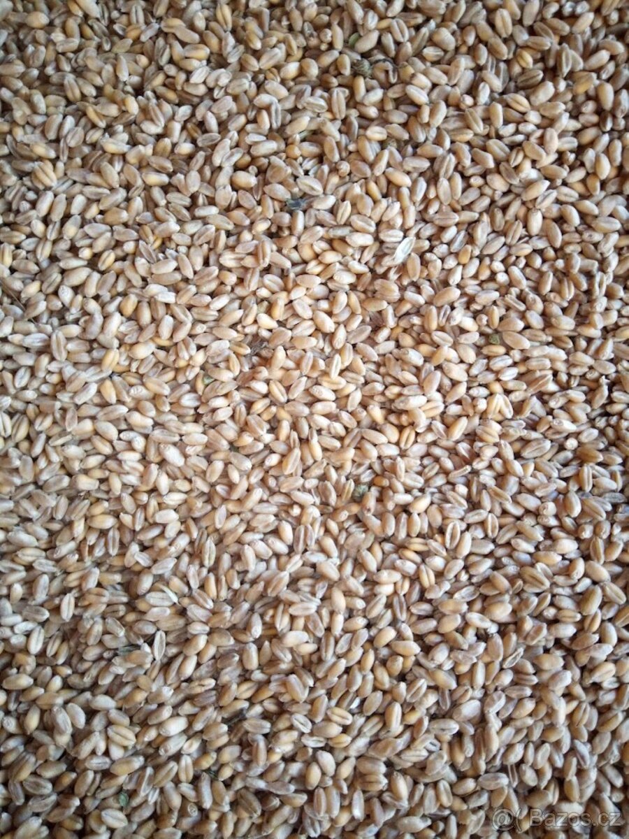 Pšenice