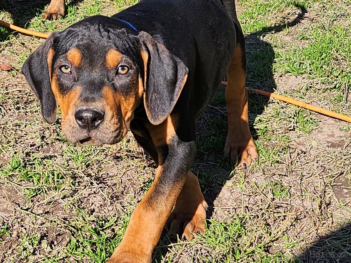 Louisiana Leopard,  Catahoula