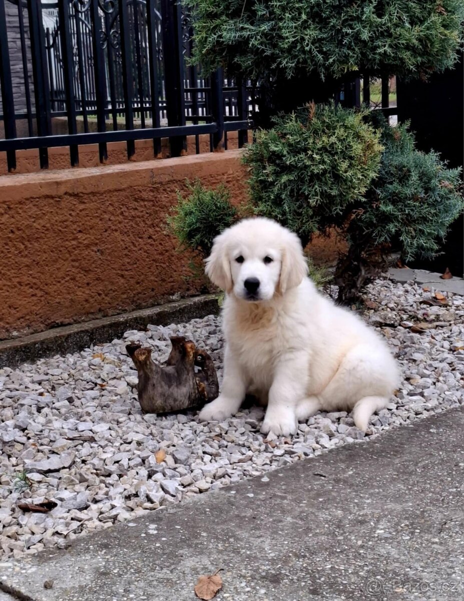 Zlatý Retrívr - Zlatý Retriever - Golden retriever S PP