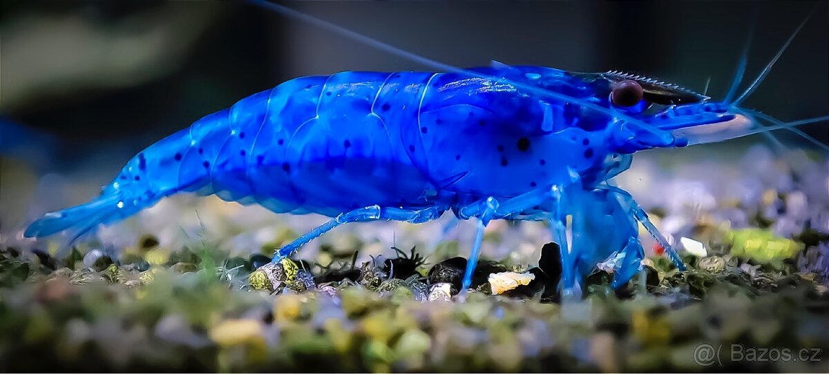 Krevetky Neocaridina blue dream