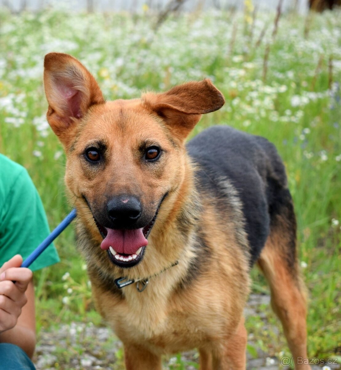 LILLA K ADOPCI - přátelská, vděčná, čeká na anděla