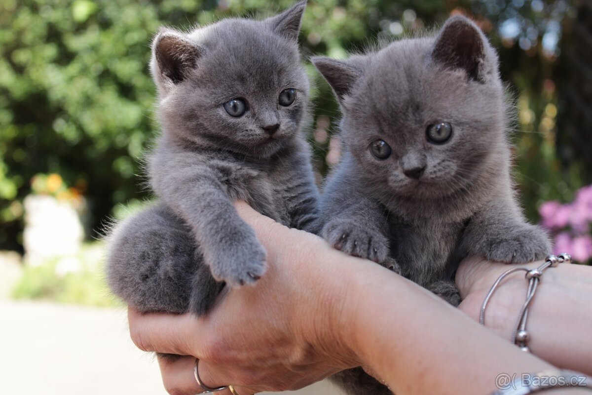 Britská modrá koťata