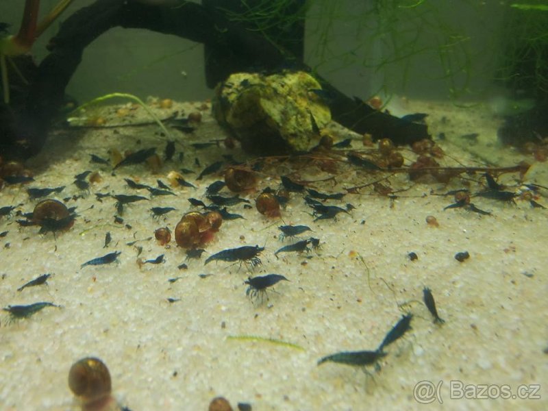 Prodám přebytky krevetky Blue dream