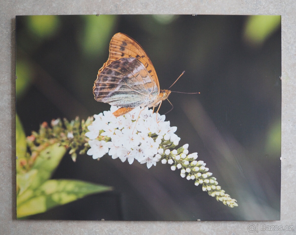 Dvě autorské fotografie v kliprámech 40x50 cm