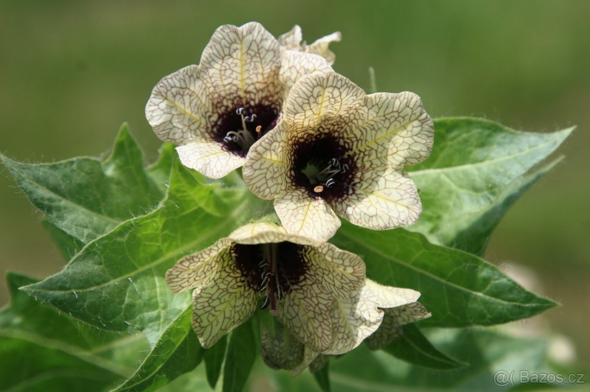 Blín černý-Hyoscyamus niger 1 g, 1500 semen. Cena 50 Kč