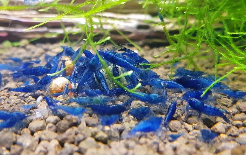 Krevetky-Blue diamond- Neocaridina Davidi