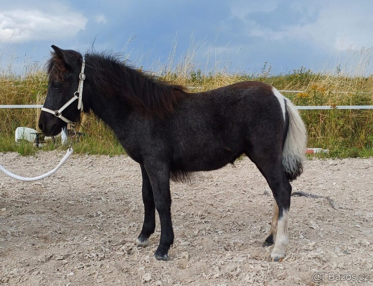 Shetland pony - klisnička