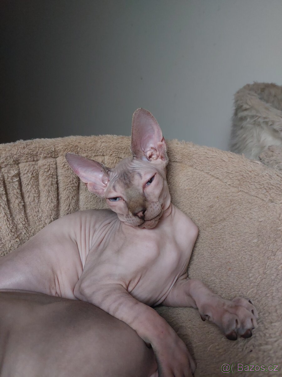 Kanadský Sphynx