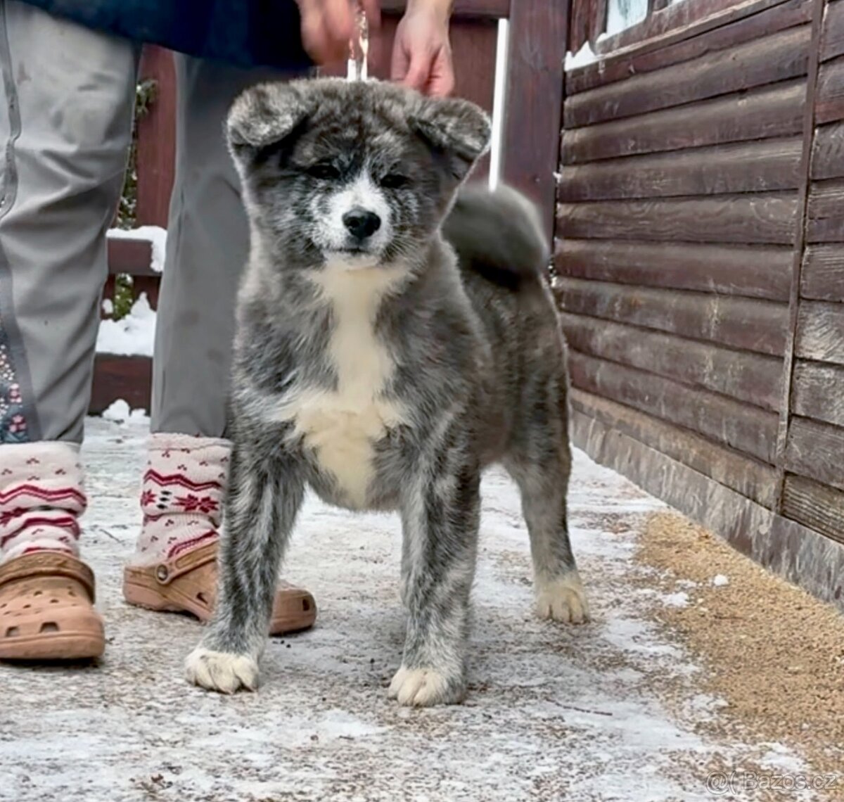 REZERVACE Akita Inu s PP - odběr ihned