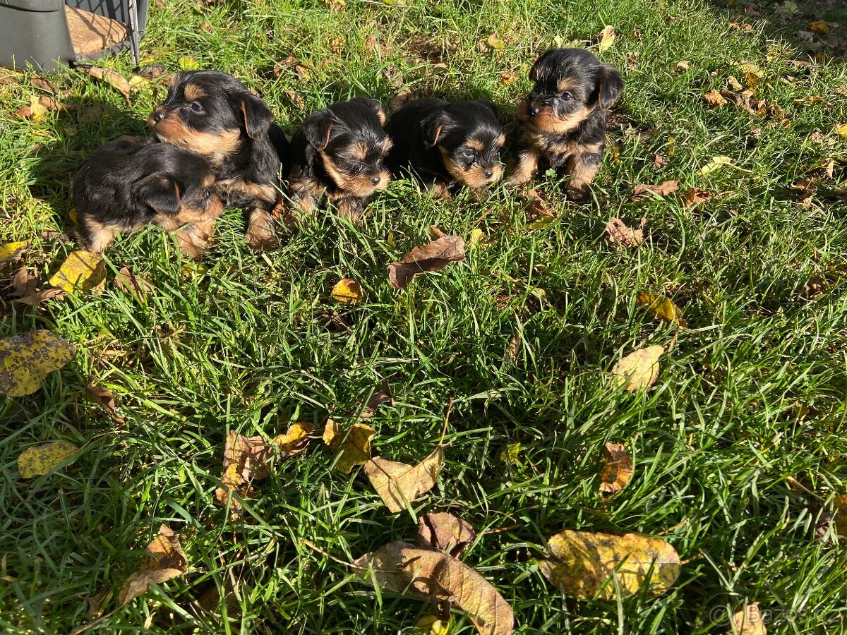 Yorkshire terrier , York, Jorkšír,Yorkshir