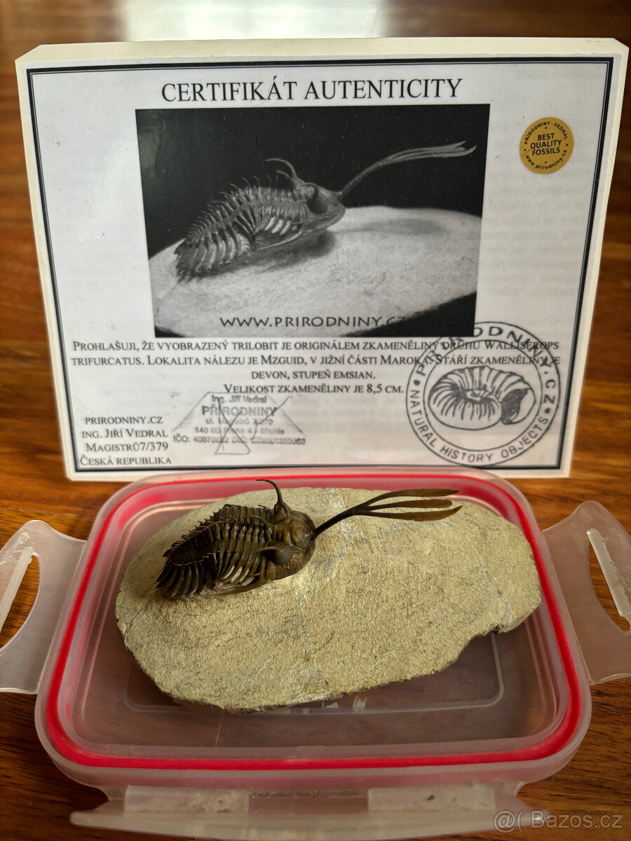 Trilobit - Walliserops trifurcatus - 8,5 cm