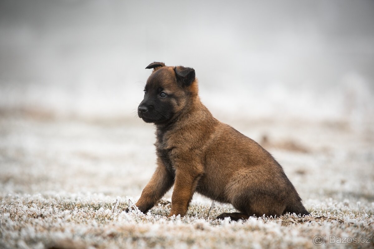 Belgický ovčák malinois