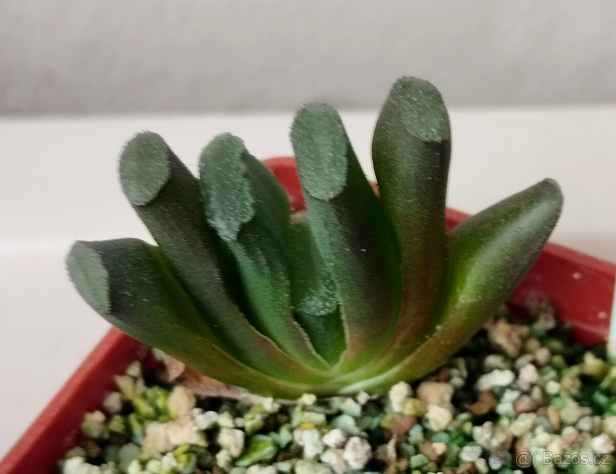 Haworthia Truncata ( sukulent )