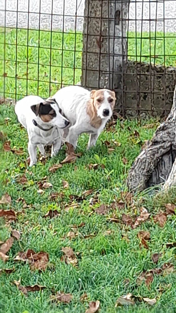 Jack Russell teriér