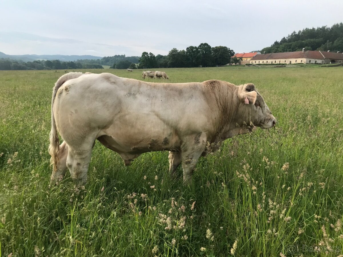 Plemenný býk Charolais