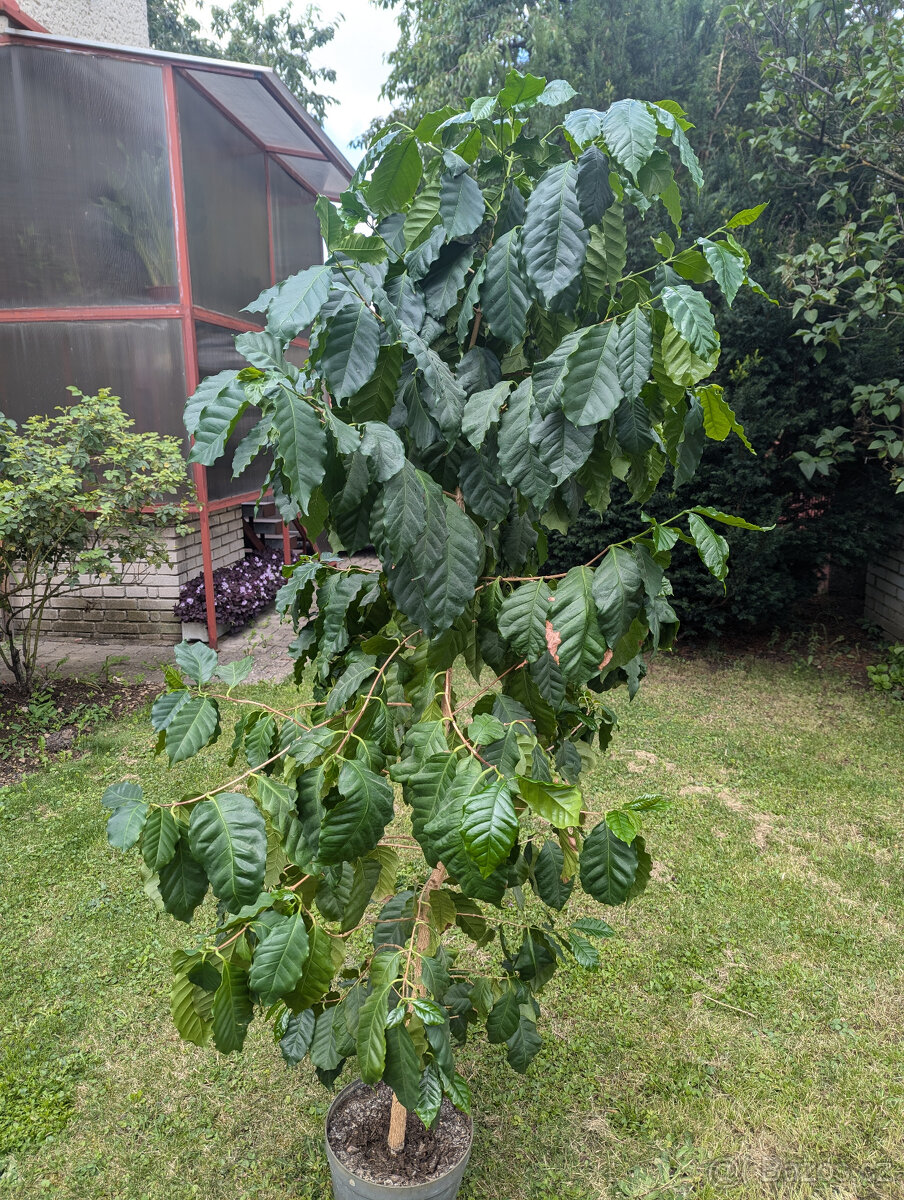 Prodám velký kávovník arabský (Coffea arabica)