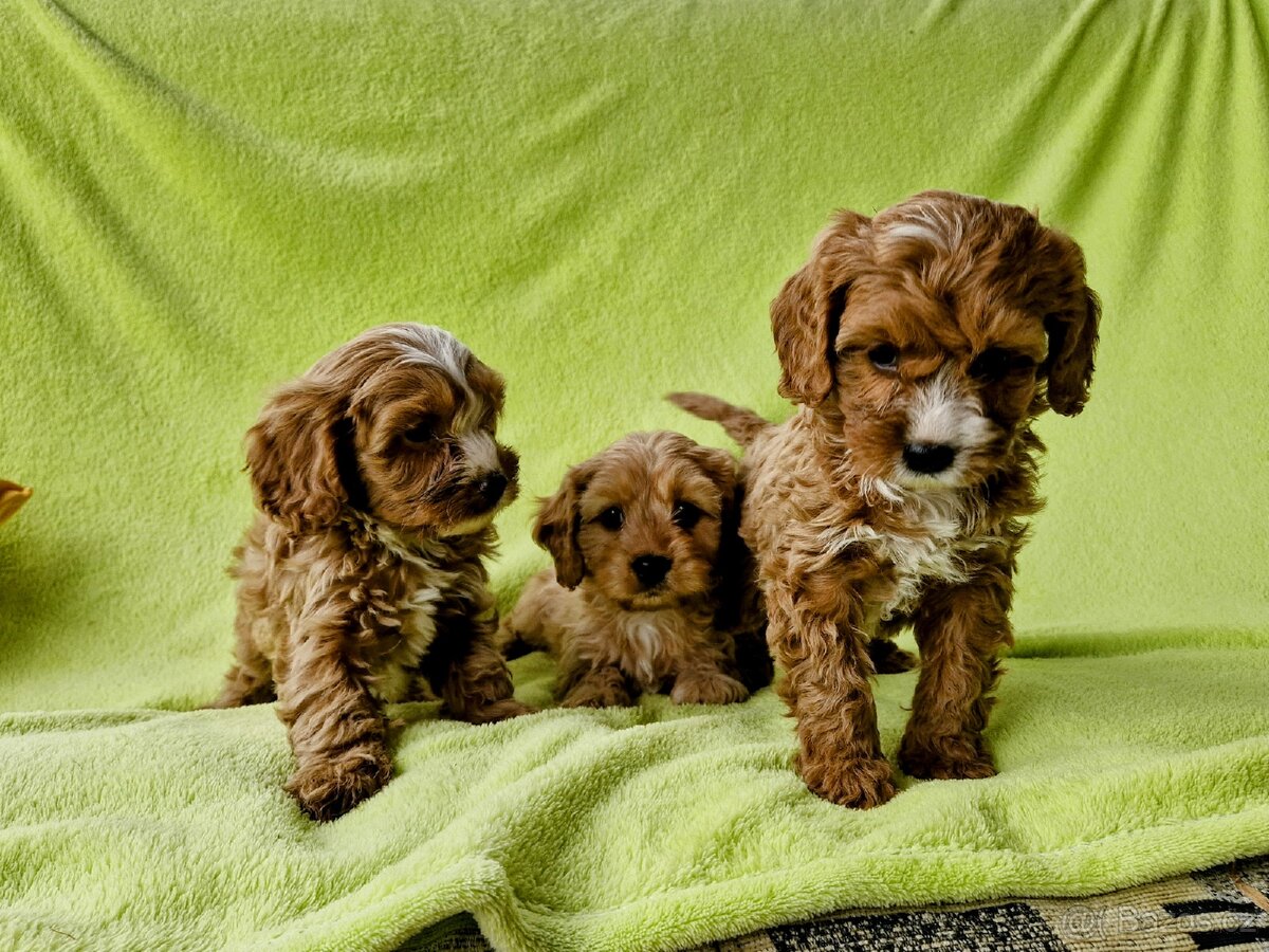 Cavapoo-maltipoo