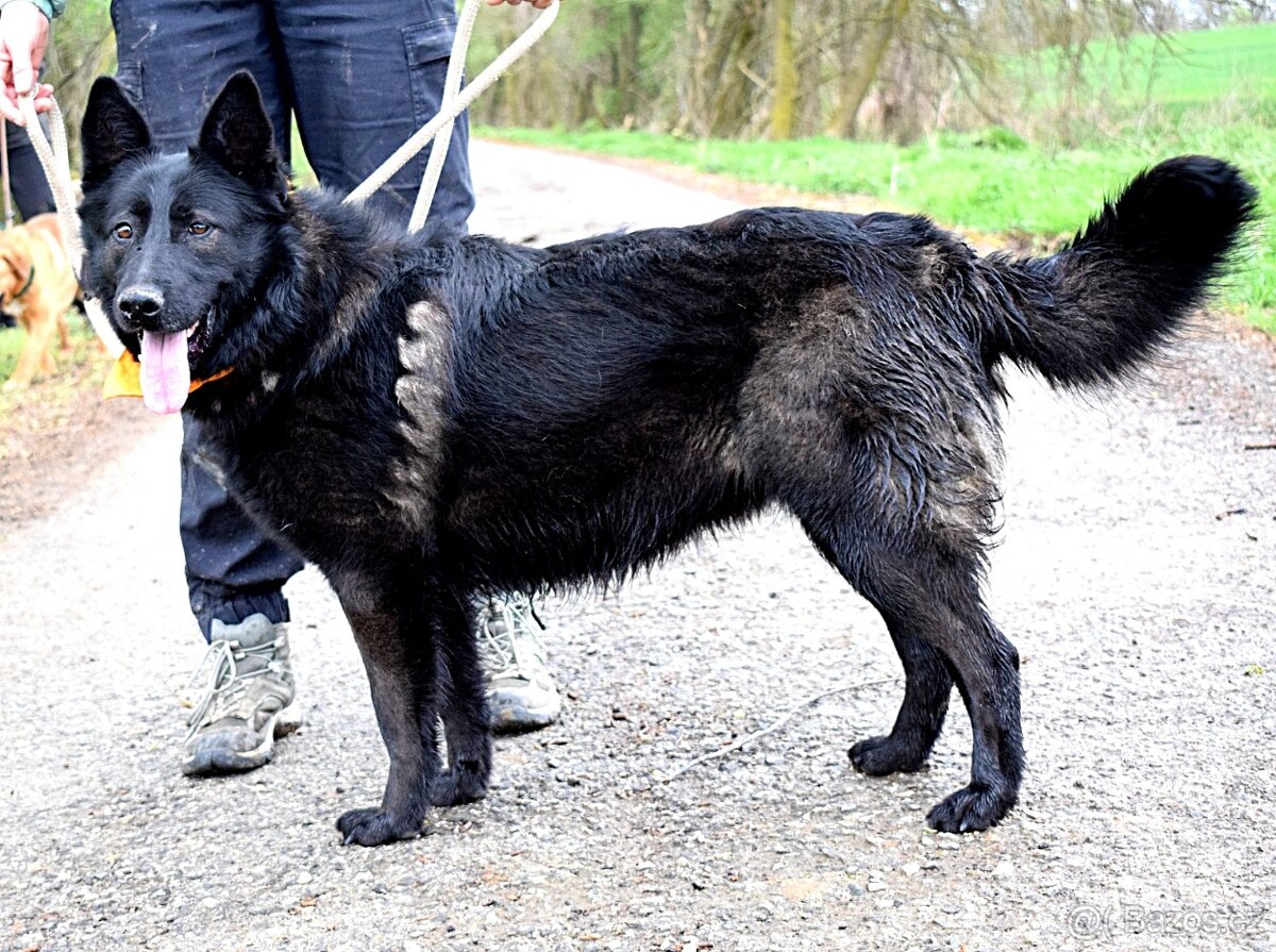 LA KALIBRA K ADOPCI - 2 ROKY, VDĚČNÁ, HODNÁ,PŘÍTULNÁ