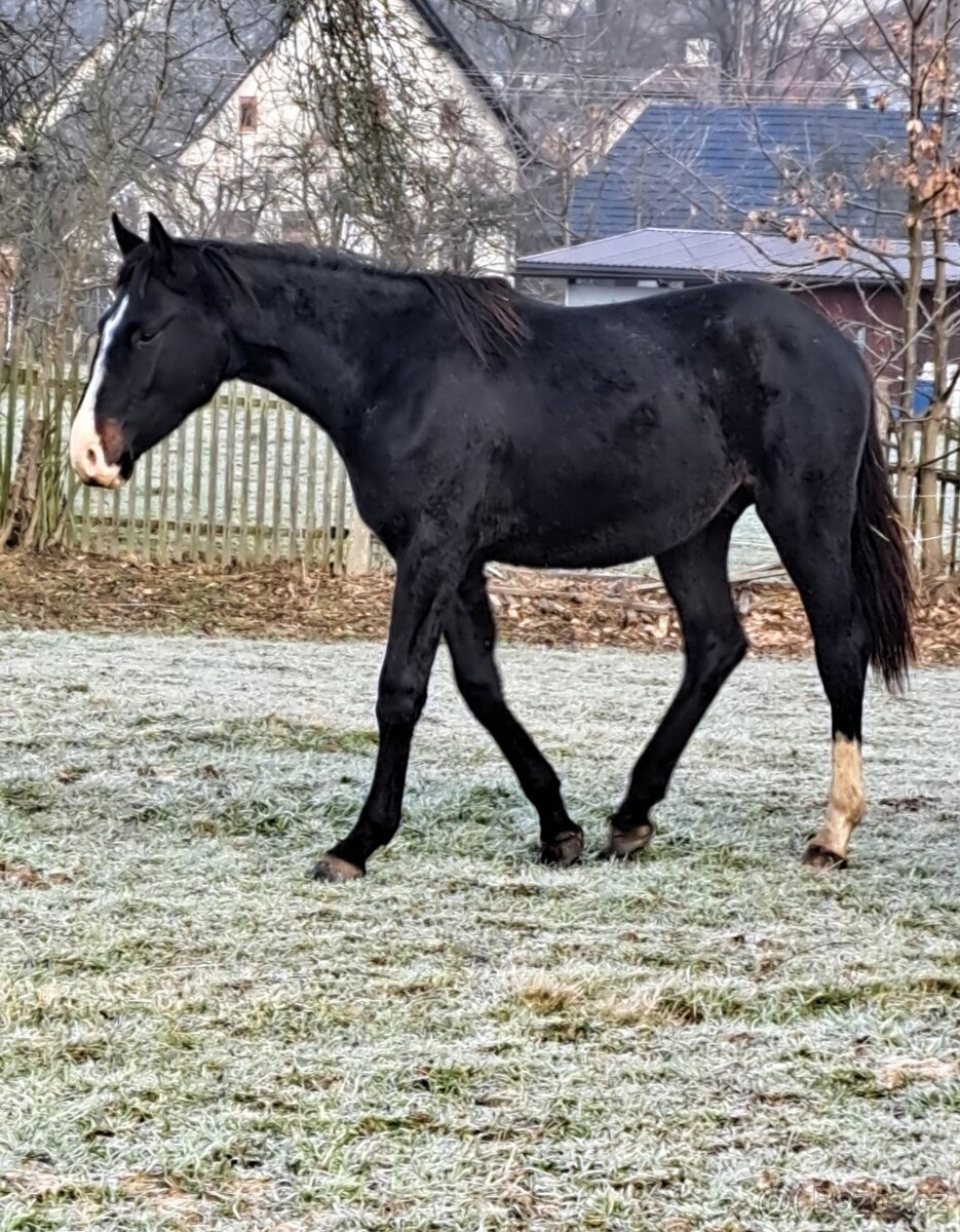 Top oldenbursky hřebec