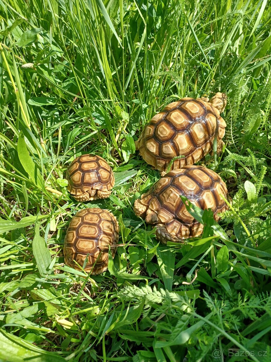 letosní a lonske zelvy zelenave, zlutohnede , vroubene