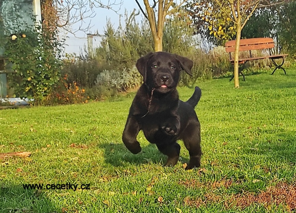 Espresso - černé štěně labradora s rodokmenem