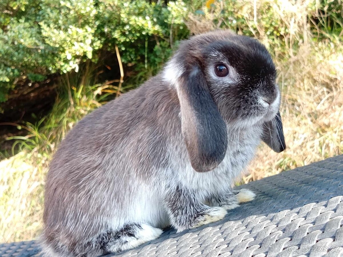 Volná Miminka - Anglický Zakrslý Beránek MiniLop