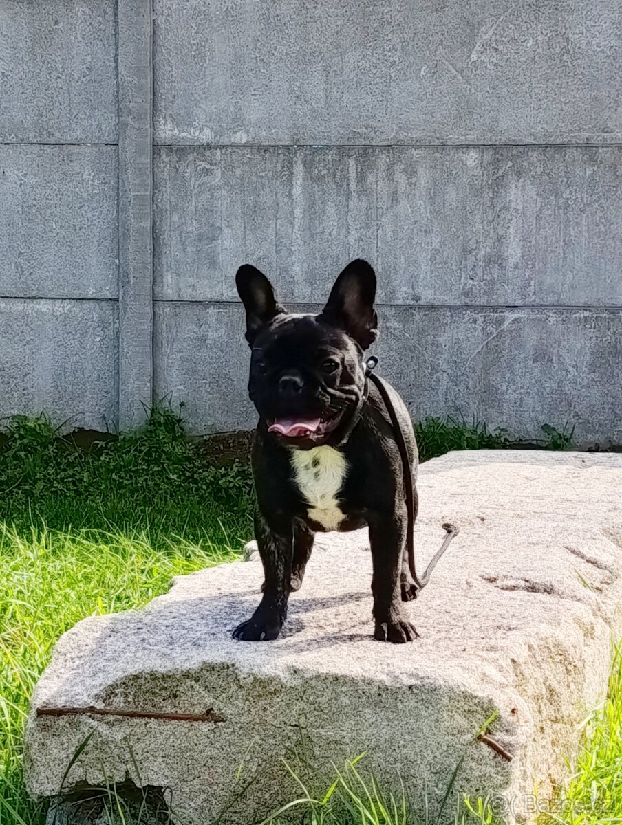 Francouzsky buldoček s PP/French bulldog