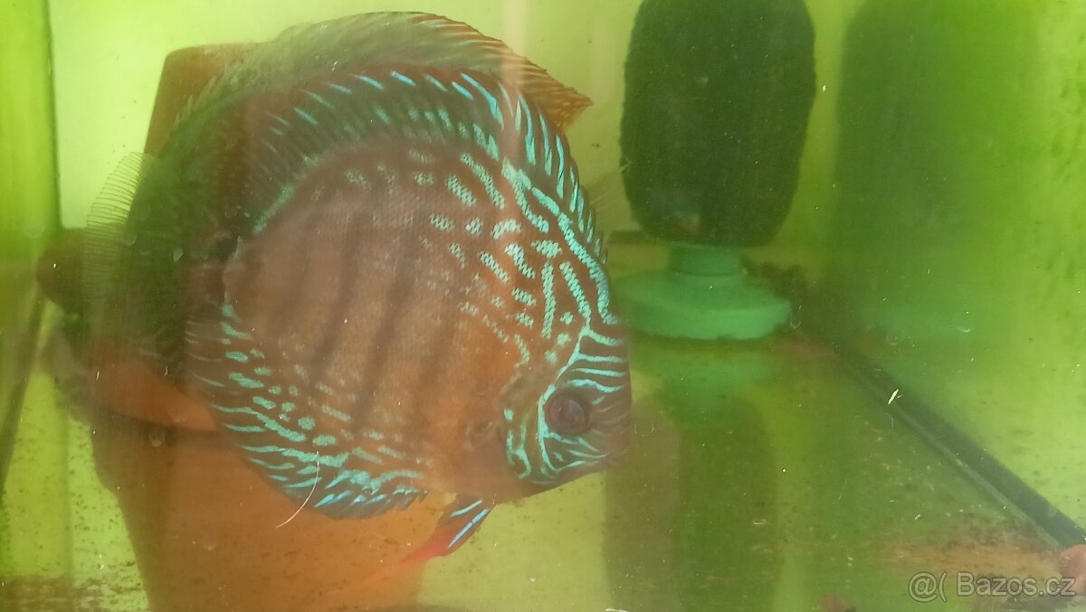 Discus Nhamundá F1