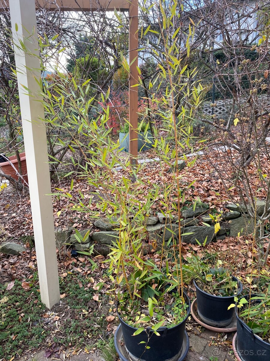 Prodám bambus Phyllostachys aureosulcata