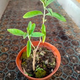 Prodám motýlí keř (komule, Buddleia Davidii)