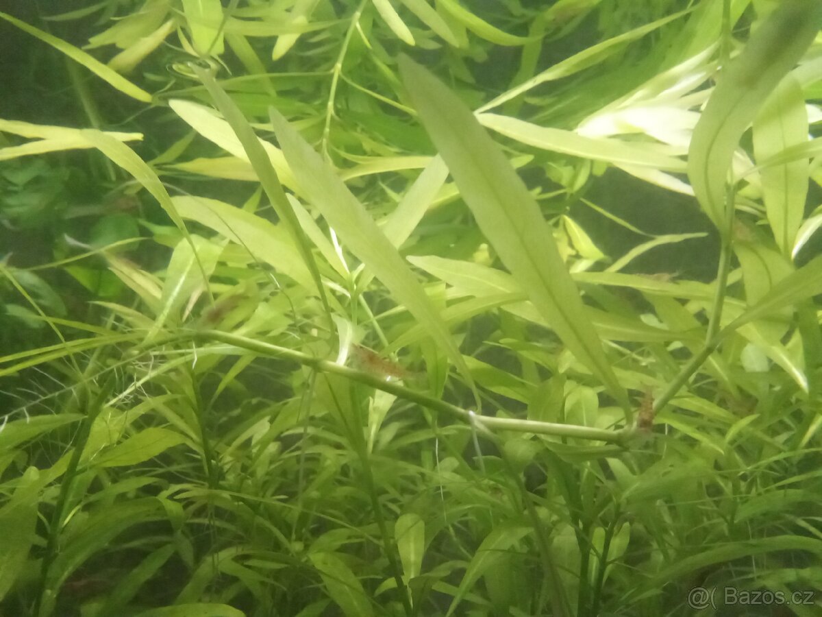 Hygrophila polysterma - prostřih