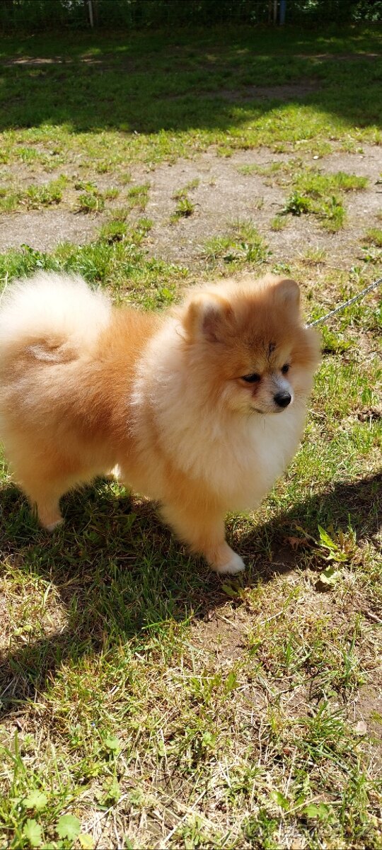 PRODÁM ŠTĚNĚ POMERANIAN