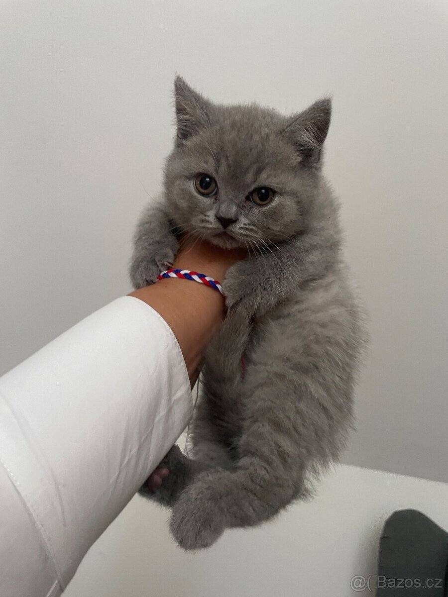 Britská modrá krátkosrstá koťata - kocour s PP