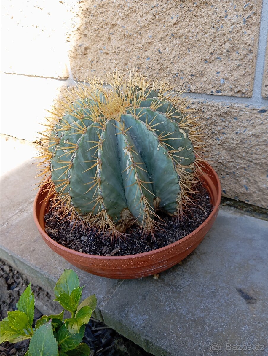 Ferocactus glaucescens 