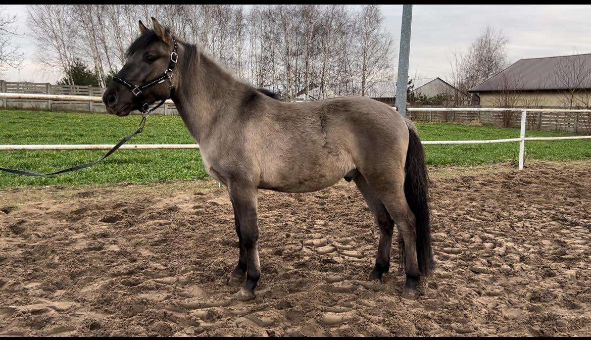 Polský kůň 3 roky starý valach