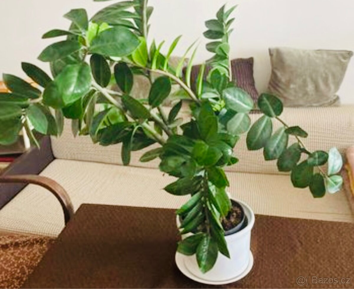 Vzrostlý zamioculcas, 80 cm