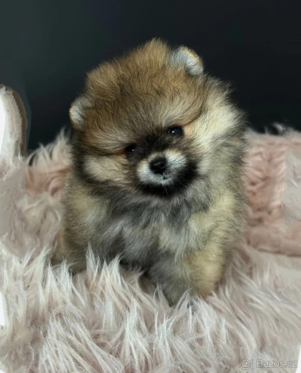 Pomeranian boo