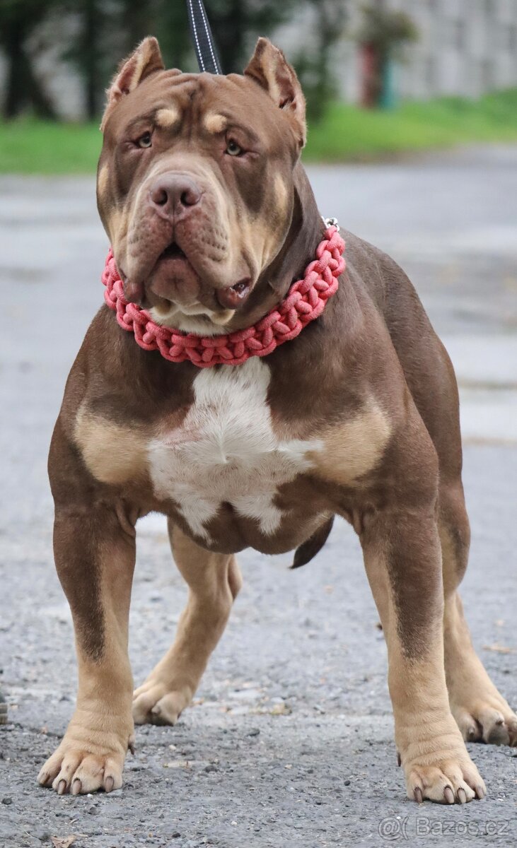 American Bully XL s PP TOP SPOJENIE