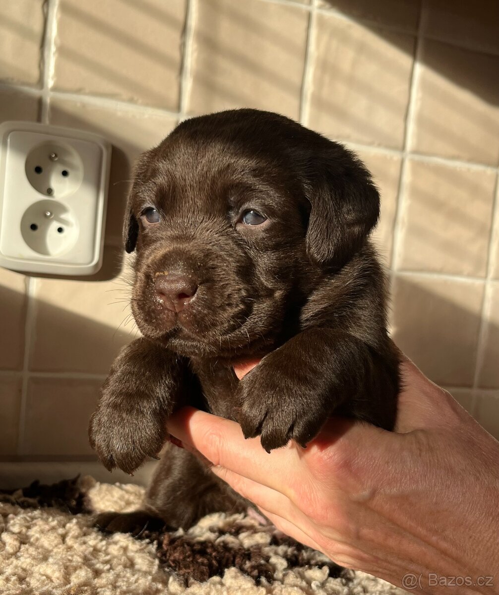 LABRADOR. RETRÍVR - ŠTĚŇATA S PP