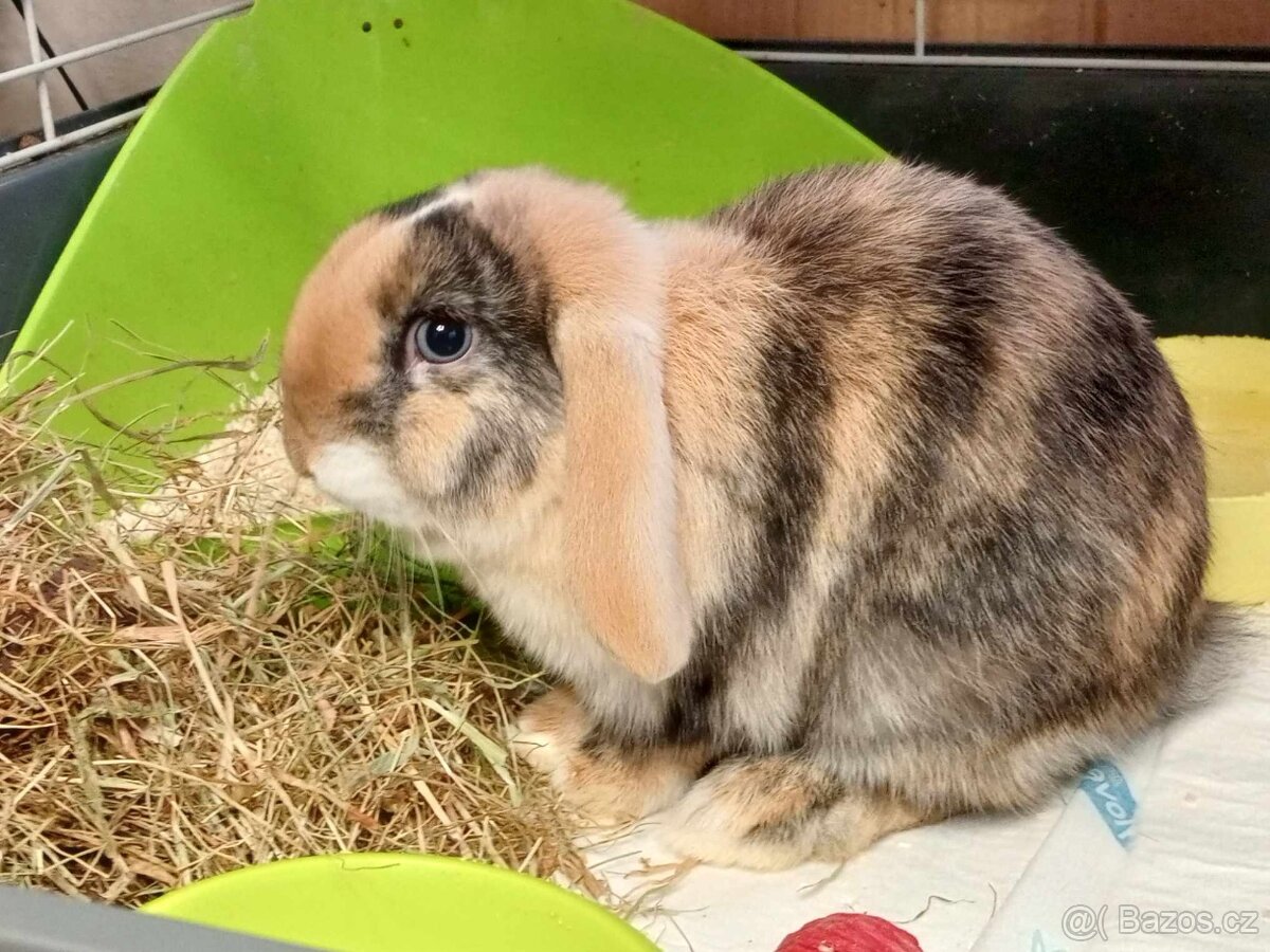 Kouzelná Samička ZAKRSLÝ BERÁNEK MINILOP - TRICOLOR