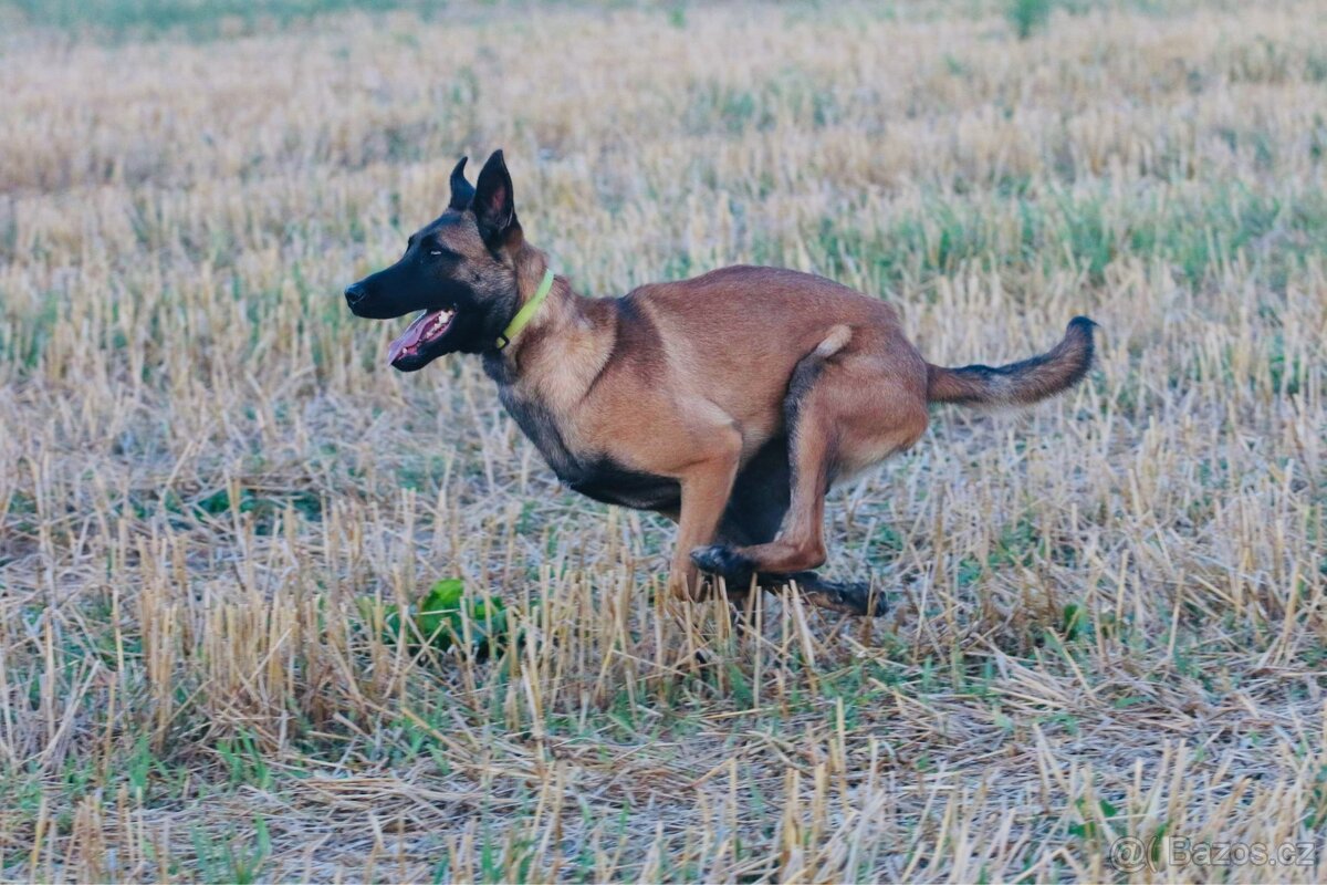 Belgický ovčák malinois