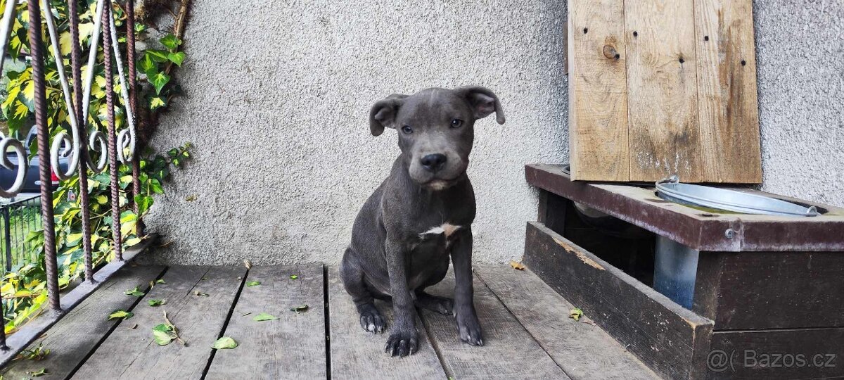 Stafordšírský bulteriér bullterrier modry psik