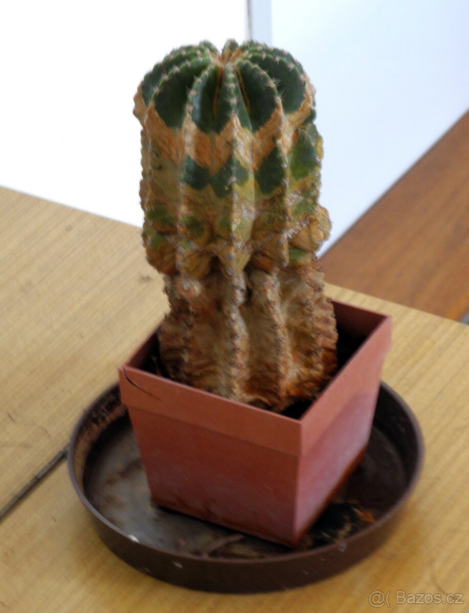 kaktus - Echinopsis tuberhybrida
