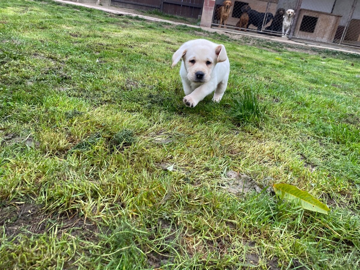 Štěňátka labradorského retrievera