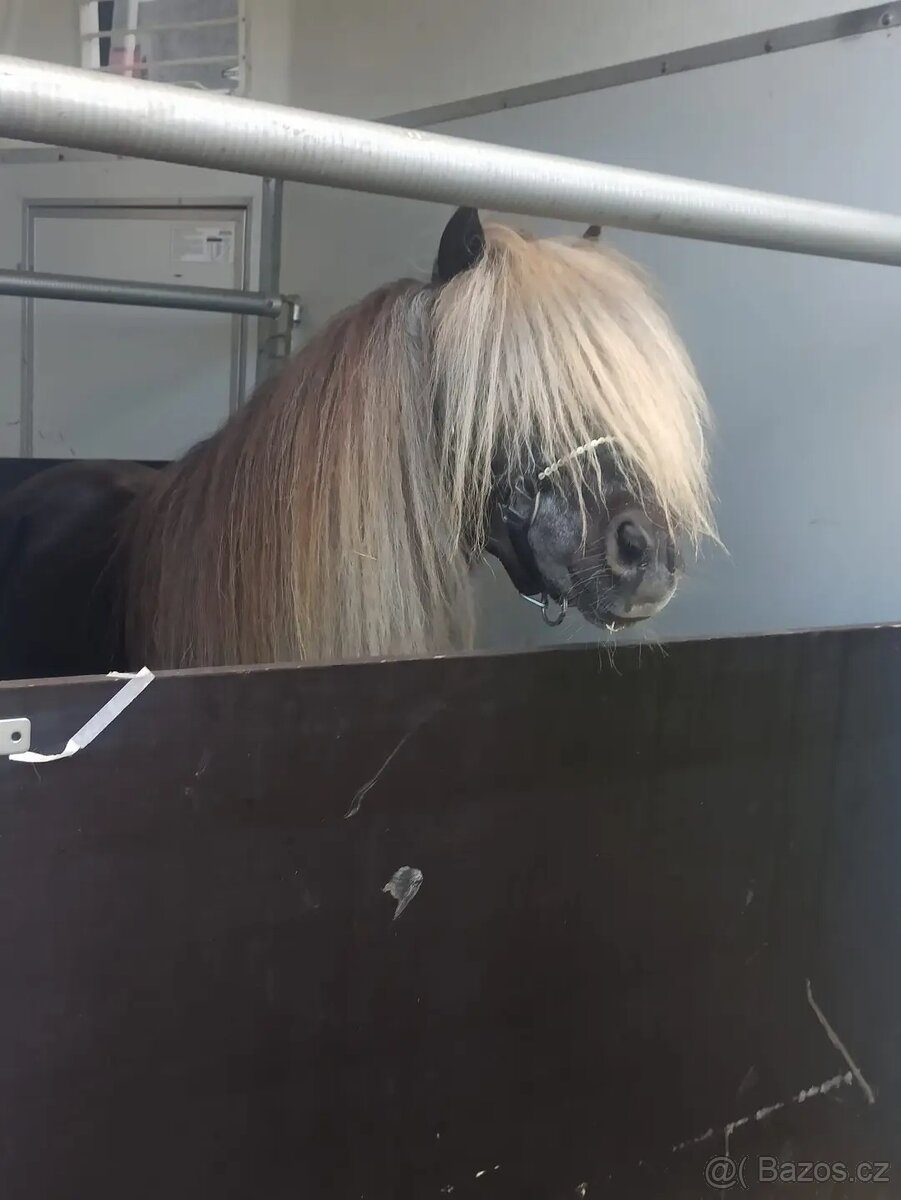 Připouštění minihorse