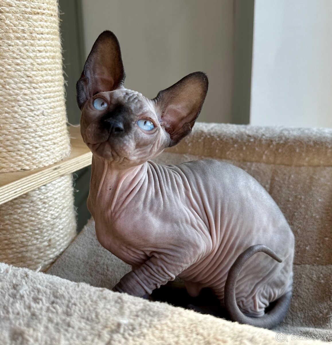 Sphynx